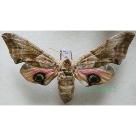 Smerinthus ocellata (Linnaeus, 1758) Czech 81mm72a